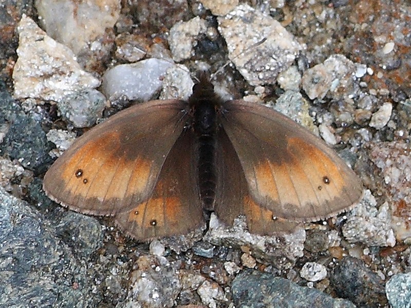 Erebia 1 da id